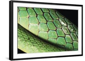 Panama, Central Panama, Barro Colorado Island, Green Parrot Snake-Christian Ziegler-Framed Photographic Print