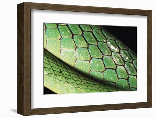 Panama, Central Panama, Barro Colorado Island, Green Parrot Snake-Christian Ziegler-Framed Photographic Print