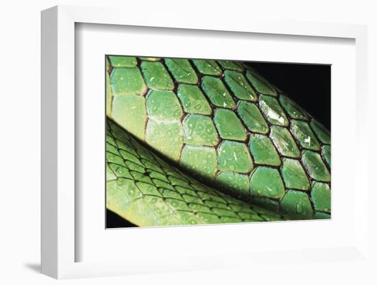 Panama, Central Panama, Barro Colorado Island, Green Parrot Snake-Christian Ziegler-Framed Photographic Print