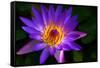 Panama Pacific Water Lily-digital94086-Framed Stretched Canvas