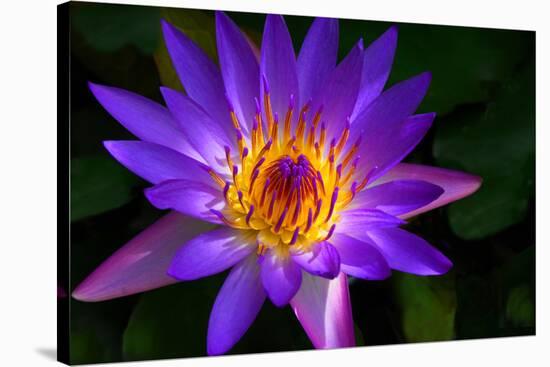 Panama Pacific Water Lily-digital94086-Stretched Canvas