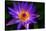 Panama Pacific Water Lily-digital94086-Stretched Canvas