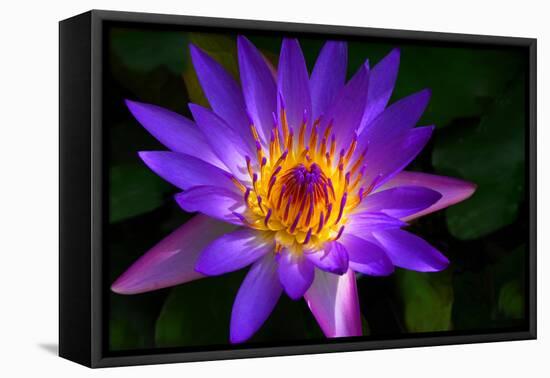 Panama Pacific Water Lily-digital94086-Framed Stretched Canvas