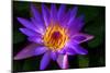 Panama Pacific Water Lily-digital94086-Mounted Photographic Print