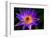 Panama Pacific Water Lily-digital94086-Framed Photographic Print