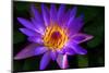 Panama Pacific Water Lily-digital94086-Mounted Photographic Print