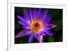 Panama Pacific Water Lily-digital94086-Framed Photographic Print