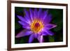 Panama Pacific Water Lily-digital94086-Framed Photographic Print