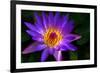 Panama Pacific Water Lily-digital94086-Framed Photographic Print