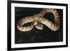 Panama, Soberanian National Park, Eyelash Viper on Palm Leaf-Christian Ziegler-Framed Photographic Print