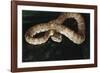 Panama, Soberanian National Park, Eyelash Viper on Palm Leaf-Christian Ziegler-Framed Photographic Print