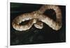 Panama, Soberanian National Park, Eyelash Viper on Palm Leaf-Christian Ziegler-Framed Photographic Print