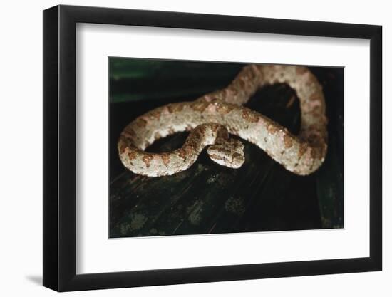 Panama, Soberanian National Park, Eyelash Viper on Palm Leaf-Christian Ziegler-Framed Photographic Print