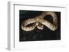 Panama, Soberanian National Park, Eyelash Viper on Palm Leaf-Christian Ziegler-Framed Photographic Print