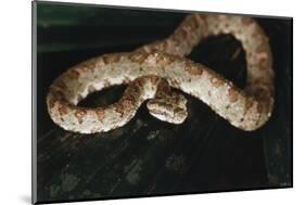 Panama, Soberanian National Park, Eyelash Viper on Palm Leaf-Christian Ziegler-Mounted Photographic Print