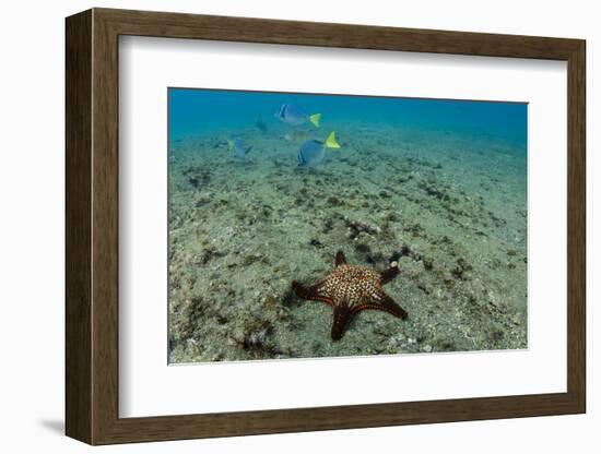 Panamic Cushion Star, Galapagos Islands, Ecuador-Pete Oxford-Framed Photographic Print