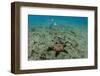 Panamic Cushion Star, Galapagos Islands, Ecuador-Pete Oxford-Framed Photographic Print