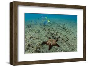 Panamic Cushion Star, Galapagos Islands, Ecuador-Pete Oxford-Framed Photographic Print