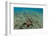 Panamic Cushion Star, Galapagos Islands, Ecuador-Pete Oxford-Framed Photographic Print