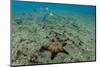 Panamic Cushion Star, Galapagos Islands, Ecuador-Pete Oxford-Mounted Photographic Print