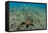 Panamic Cushion Star, Galapagos Islands, Ecuador-Pete Oxford-Framed Stretched Canvas