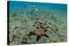 Panamic Cushion Star, Galapagos Islands, Ecuador-Pete Oxford-Stretched Canvas