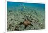 Panamic Cushion Star, Galapagos Islands, Ecuador-Pete Oxford-Framed Photographic Print