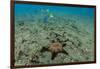 Panamic Cushion Star, Galapagos Islands, Ecuador-Pete Oxford-Framed Photographic Print