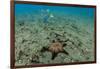 Panamic Cushion Star, Galapagos Islands, Ecuador-Pete Oxford-Framed Photographic Print