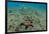 Panamic Cushion Star, Galapagos Islands, Ecuador-Pete Oxford-Framed Photographic Print