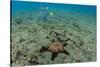 Panamic Cushion Star, Galapagos Islands, Ecuador-Pete Oxford-Stretched Canvas