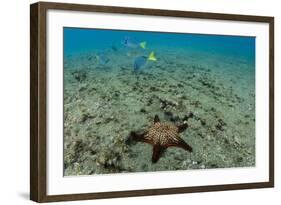 Panamic Cushion Star, Galapagos Islands, Ecuador-Pete Oxford-Framed Photographic Print