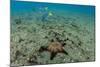 Panamic Cushion Star, Galapagos Islands, Ecuador-Pete Oxford-Mounted Photographic Print