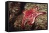 Panamic Cushion Star-Hal Beral-Framed Stretched Canvas