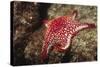 Panamic Cushion Star-Hal Beral-Stretched Canvas