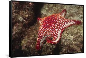 Panamic Cushion Star-Hal Beral-Framed Stretched Canvas