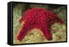 Panamic Cushion Star-Hal Beral-Framed Stretched Canvas