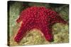 Panamic Cushion Star-Hal Beral-Stretched Canvas