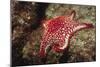 Panamic Cushion Star-Hal Beral-Mounted Photographic Print