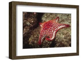 Panamic Cushion Star-Hal Beral-Framed Photographic Print