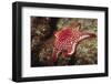 Panamic Cushion Star-Hal Beral-Framed Photographic Print