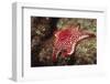 Panamic Cushion Star-Hal Beral-Framed Photographic Print