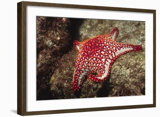 Panamic Cushion Star-Hal Beral-Framed Photographic Print