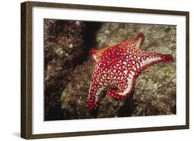 Panamic Cushion Star-Hal Beral-Framed Photographic Print