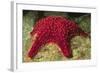 Panamic Cushion Star-Hal Beral-Framed Photographic Print