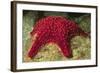 Panamic Cushion Star-Hal Beral-Framed Photographic Print