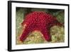 Panamic Cushion Star-Hal Beral-Framed Photographic Print