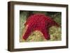 Panamic Cushion Star-Hal Beral-Framed Photographic Print