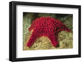 Panamic Cushion Star-Hal Beral-Framed Photographic Print