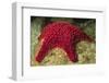 Panamic Cushion Star-Hal Beral-Framed Photographic Print